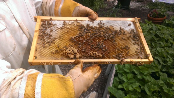 Recently, the Hages four hives into their South City backyard. 